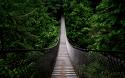 36465_Amazing-Bridge-in-Jungle-Forest1.