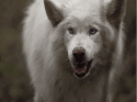 36599_wolf.