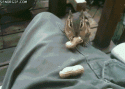 371funny-gifs-chipmunk-eating-peanuts.