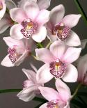 37562_orhidei.