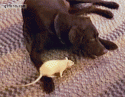 37598_Dog_vs_Rat.