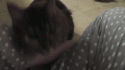 37869_HighOMGKitteh1.