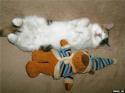 3790cats-26.