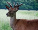 37971_jun-08lir.