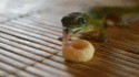3808_geko.