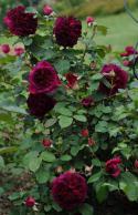 38102_bordovye_rozy.