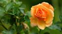 38167_peach_rose.