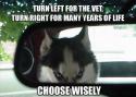 38332_funny-rear-view-mirror-dog-husky.