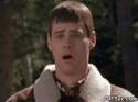 38371_GIF-gag-Jim-Carrey-Dumb--Dumber-GIF.