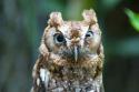 38378_owls09.