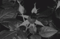 38819_tumblr_lhn5xch4up1qazcrgo1_500.