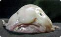 38893_blobfish.