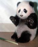 38964_014_panda.