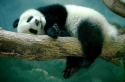 3948_panda.