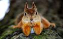 39494_squirrels_www_wallpaperhi_com_26.