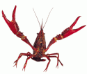 39539_Crawfish.