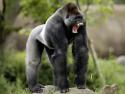 39547_Gorilla1.