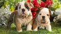 3961bulldog-puppies-1920-1080-5154.