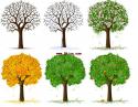39865_four-seasons-tree-8277.