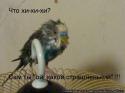 398_6e3c4096f751b3f8bb18c88629730fcc_original.