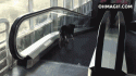 39977_confused-dog-on-escalator.