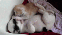 4028_tumblr_mc3evqG2ze1r8kccvo1_400.