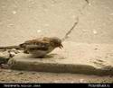 4033IMG_0034.