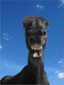 404020_animals_ziza_18561.