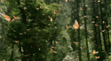 40479_gif-nature-butterflies-forest-favim-Favim_com-541930.
