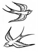 4104swallow_tattoo-c1.