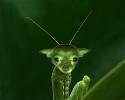 41156_mantis_canidaeus.