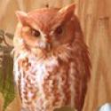 4122e_scre9ech_owl.