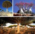 4147socotra.