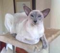 41531_blue-point-siamese.