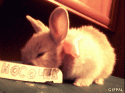 41534_gifpal-20131118174738.