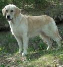 415_golden_retriever1.