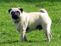 41685_pug.