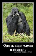 41861_1345007330_facepalm_gorilla.