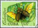 41887_cuba_papillon10.