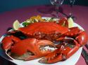 41907_goldcoast-restaurant-mud-crab-seafood-platter1.