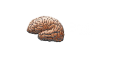 41927_brain.