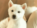 4194alaska-cute-dog-ohgabriellima-omg-Favim_com-295247.