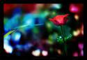 42375_You_light_up_my_life_by_gilad.