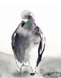 42393_pigeon_by_lizziezaza-d3alowc_large.