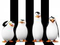 42520_kinopoisk_ru-Penguins-of-Madagascar-2471182--w--1600.