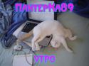 4252_ytrolapo4ki.