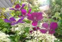 4259bilder_blumem_mai2011_11.