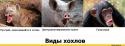 42738_Vidy_hahlov.