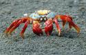 42774_crab_1422842i.