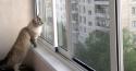 43278_razdvizhnoy-al-balkon-i-kot.